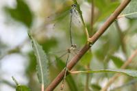 Lestes sponsa