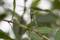 Lestes sponsa