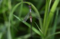 Lestes sponsa
