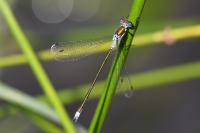 Lestes sponsa