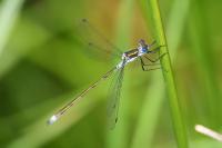 Lestes sponsa