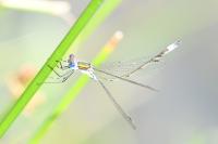 Lestes sponsa