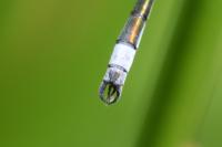 Lestes sponsa