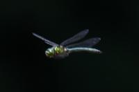 Somatochlora metallica