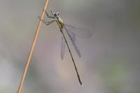 Chalcolestes viridis