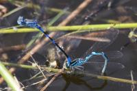 Coenagrion scitulum