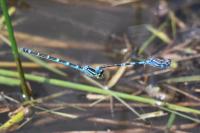 Coenagrion scitulum