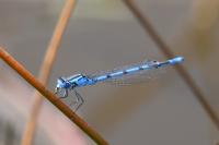 Enallagma cyathigerum