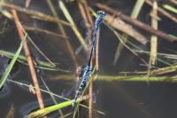 Coenagrion scitulum