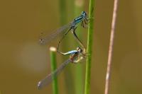 Ischnura elegans