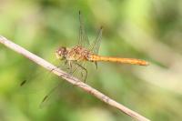 Sympetrum meridionale