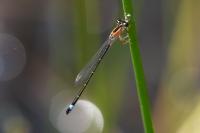 Ischnura elegans