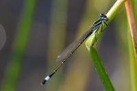 Ischnura elegans
