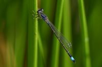 Ischnura elegans