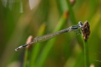 Ischnura elegans