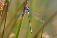 Lestes sponsa