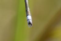 Lestes sponsa