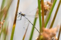 Lestes sponsa
