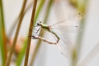 Lestes sponsa