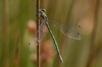 Lestes sponsa