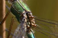 Lestes sponsa