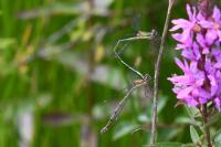 Chalcolestes viridis