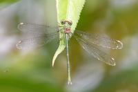 Chalcolestes viridis