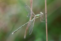 Lestes barbarus