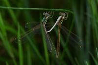Lestes barbarus