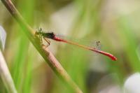Ceriagrion tenellum