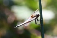 Libellula quadrimaculata