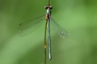 Chalcolestes viridis