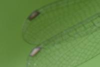 Chalcolestes viridis