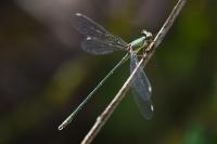 Chalcolestes viridis