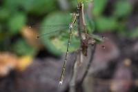 Lestes barbarus