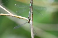 Chalcolestes viridis