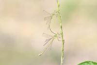 Lestes barbarus