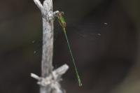 Chalcolestes viridis