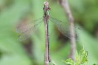 Chalcolestes viridis