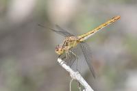 Sympetrum meridionale