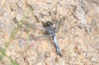 Orthetrum cancellatum