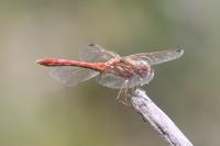 Sympetrum meridionale