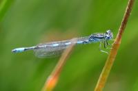 Coenagrion scitulum