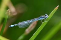Coenagrion scitulum