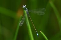 Ischnura elegans
