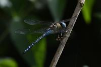 Aeshna affinis