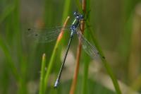 Lestes dryas