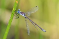 Lestes dryas