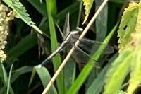 Orthetrum albistylum