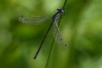 Lestes dryas